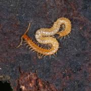 Schendyla nemorensis (C.L. Koch, 1837)