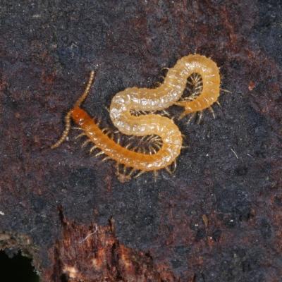 Schendyla nemorensis (C.L. Koch, 1837)