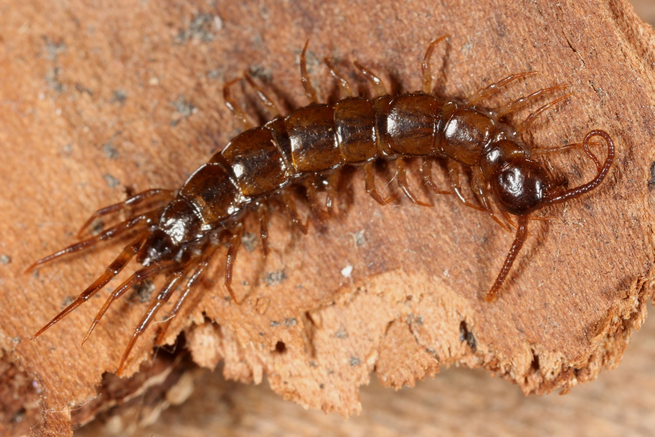 Lithobius dentatus C.L. Koch, 1844