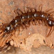 Lithobius dentatus C.L. Koch, 1844