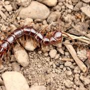 Lithobius forficatus (Linnaeus, 1758) - Lithobie à pinces