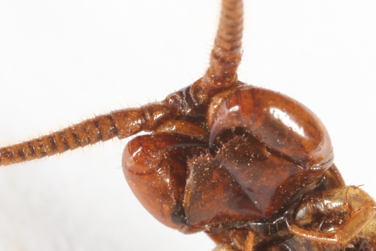 Lithobius forficatus (Linnaeus, 1758) - Lithobie à pinces