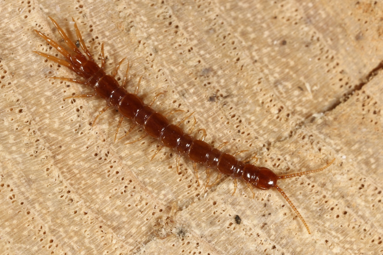 Lithobius microps Meinert, 1868