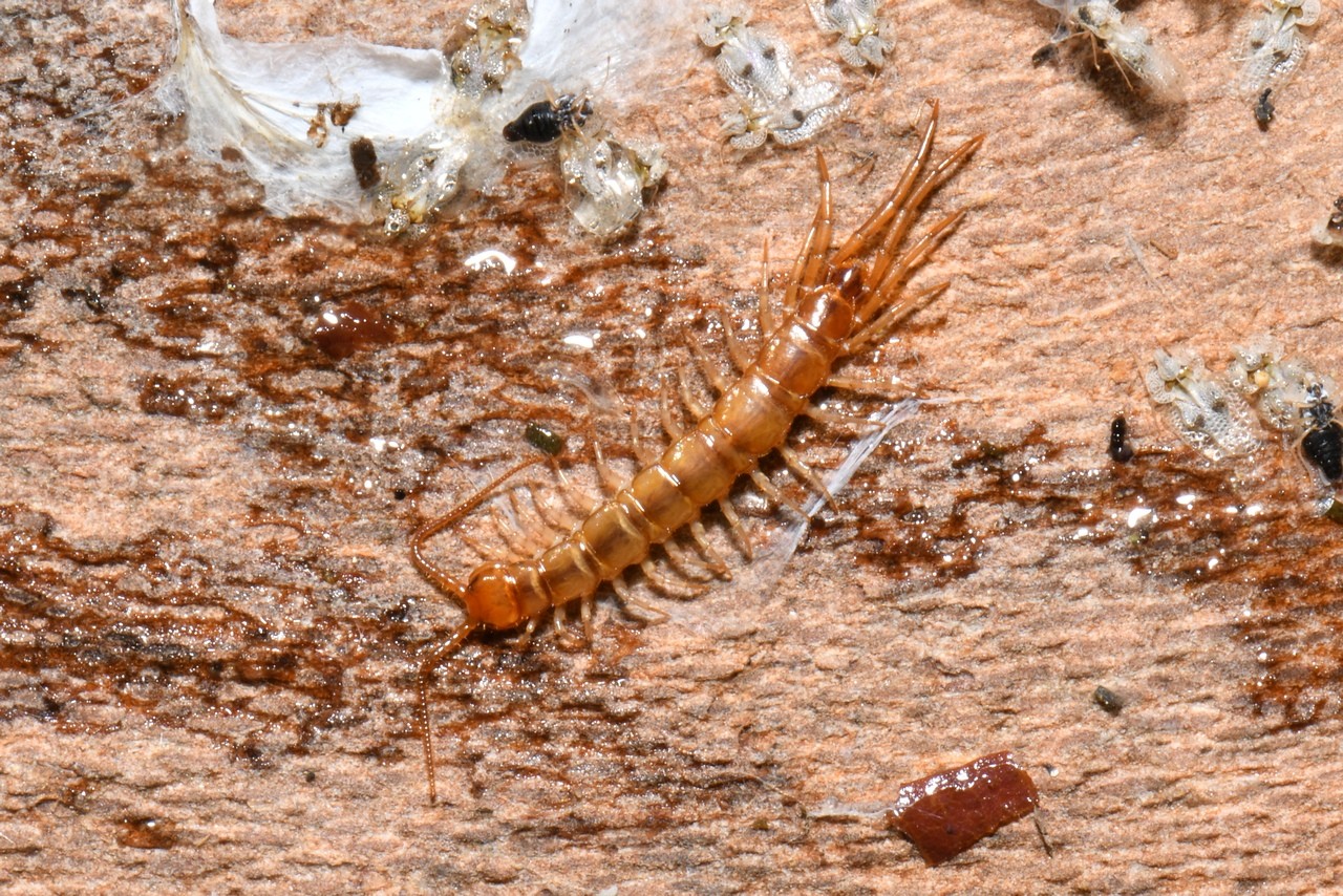 Lithobius sp 