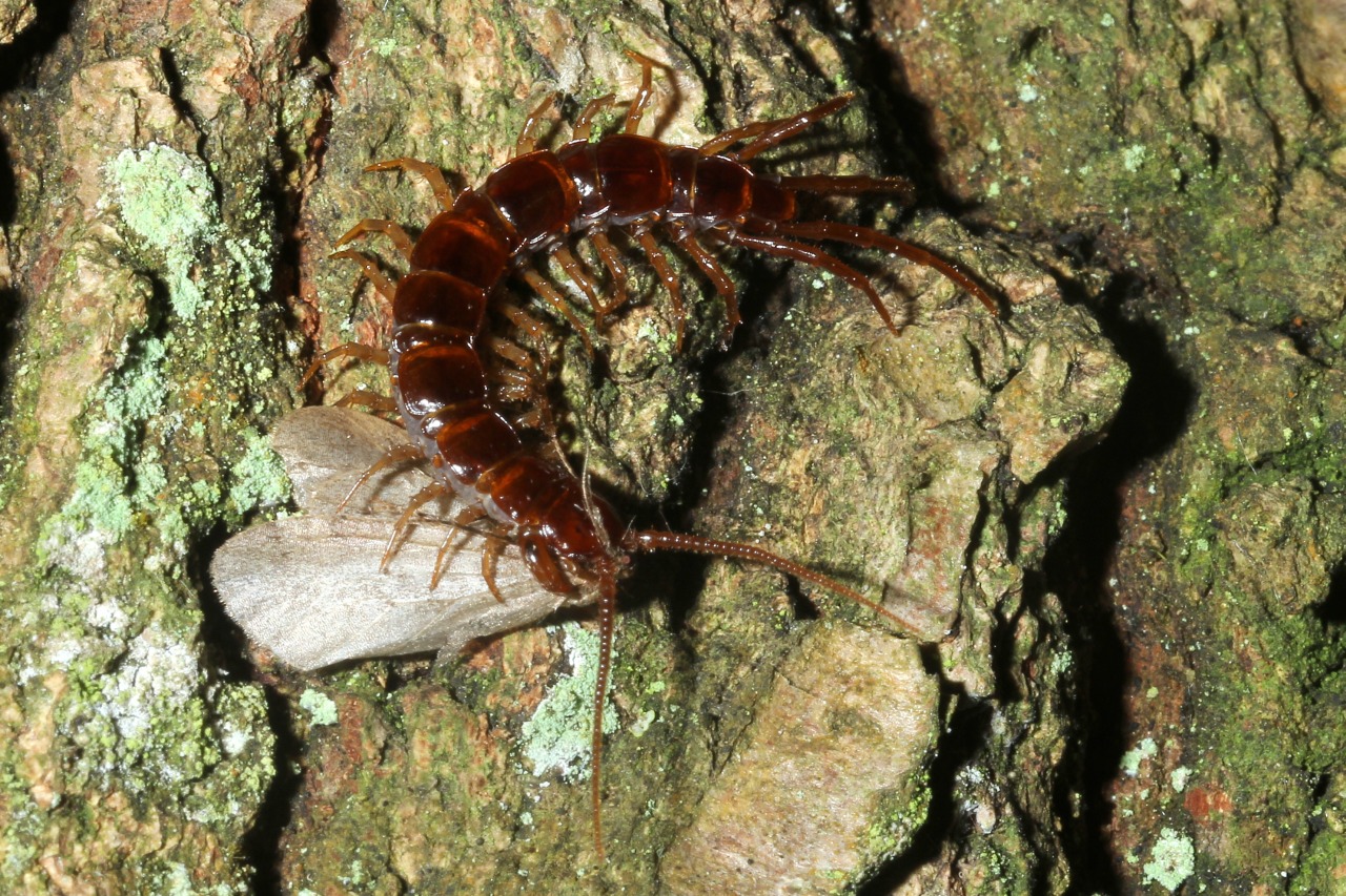 Lithobius sp (avec proie)