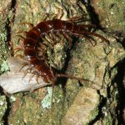 Lithobius sp (avec proie)