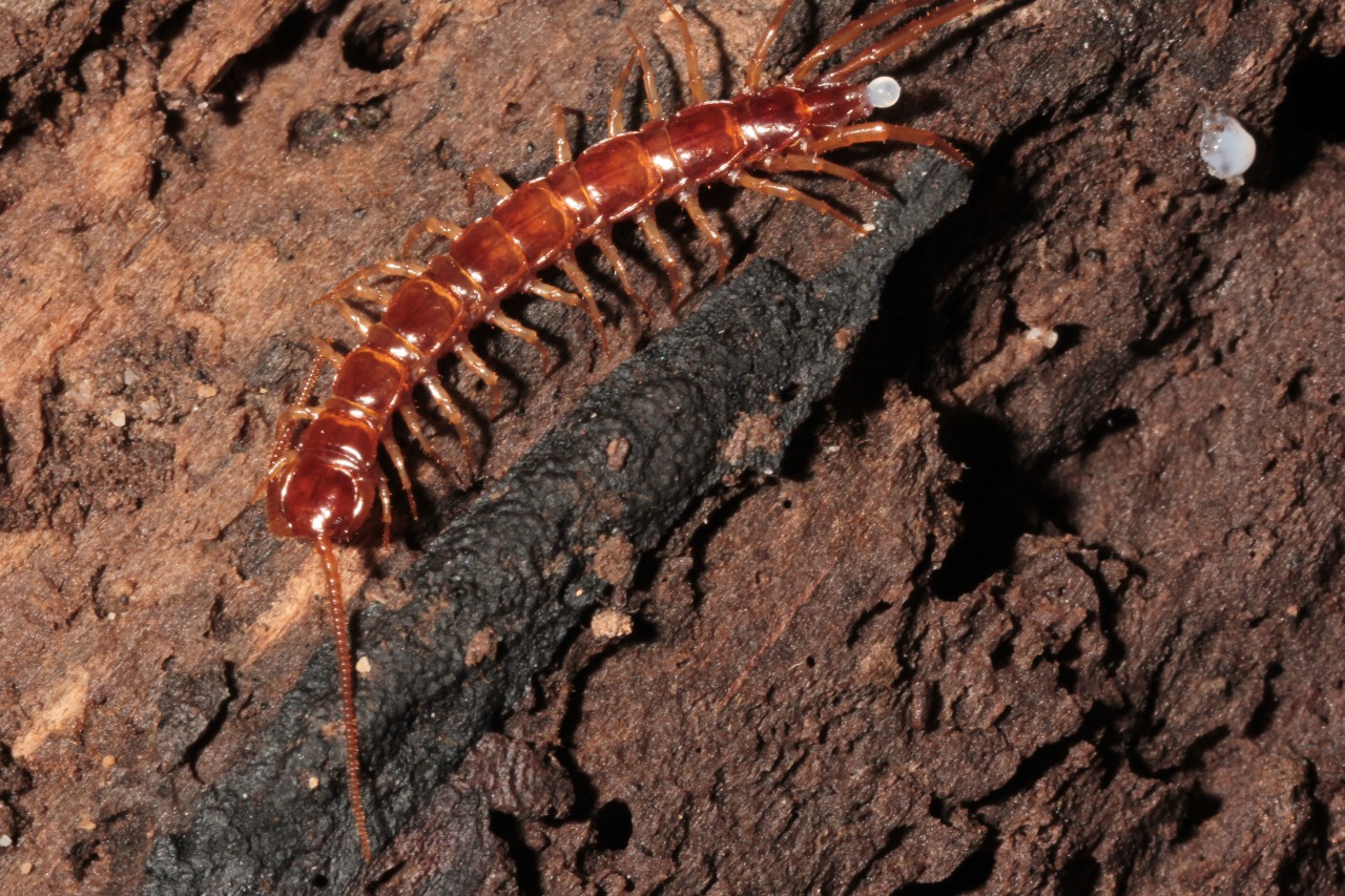 Lithobius sp (ponte)