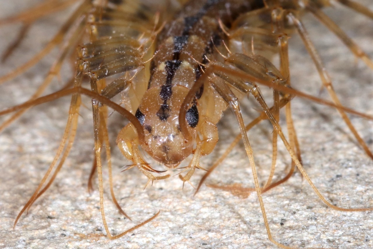 Scutigera coleoptrata (Linnaeus, 1758) - Scutigère véloce