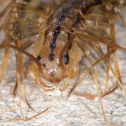 Scutigera coleoptrata (Linnaeus, 1758) - Scutigère véloce