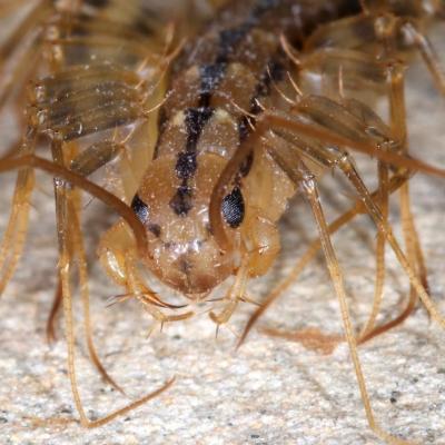 Scutigera coleoptrata (Linnaeus, 1758) - Scutigère véloce