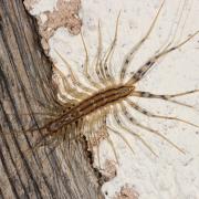 Scutigera coleoptrata (Linnaeus, 1758) - Scutigère véloce