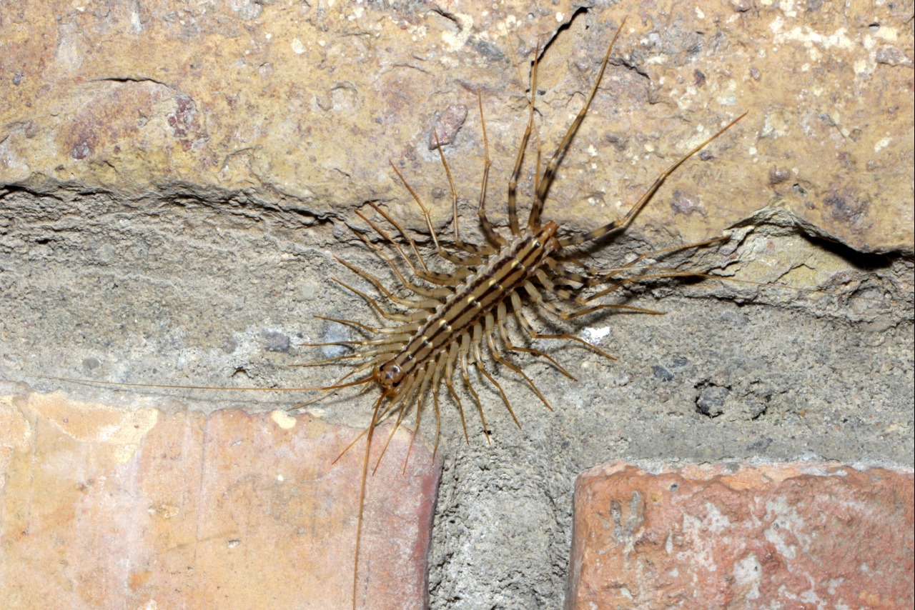 Scutigera coleoptrata (Linnaeus, 1758) - Scutigère véloce