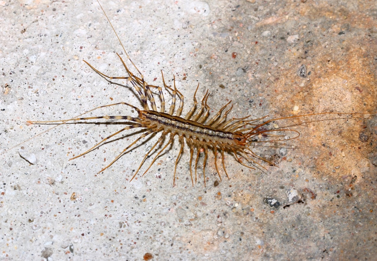 Scutigera coleoptrata (Linnaeus, 1758) - Scutigère véloce