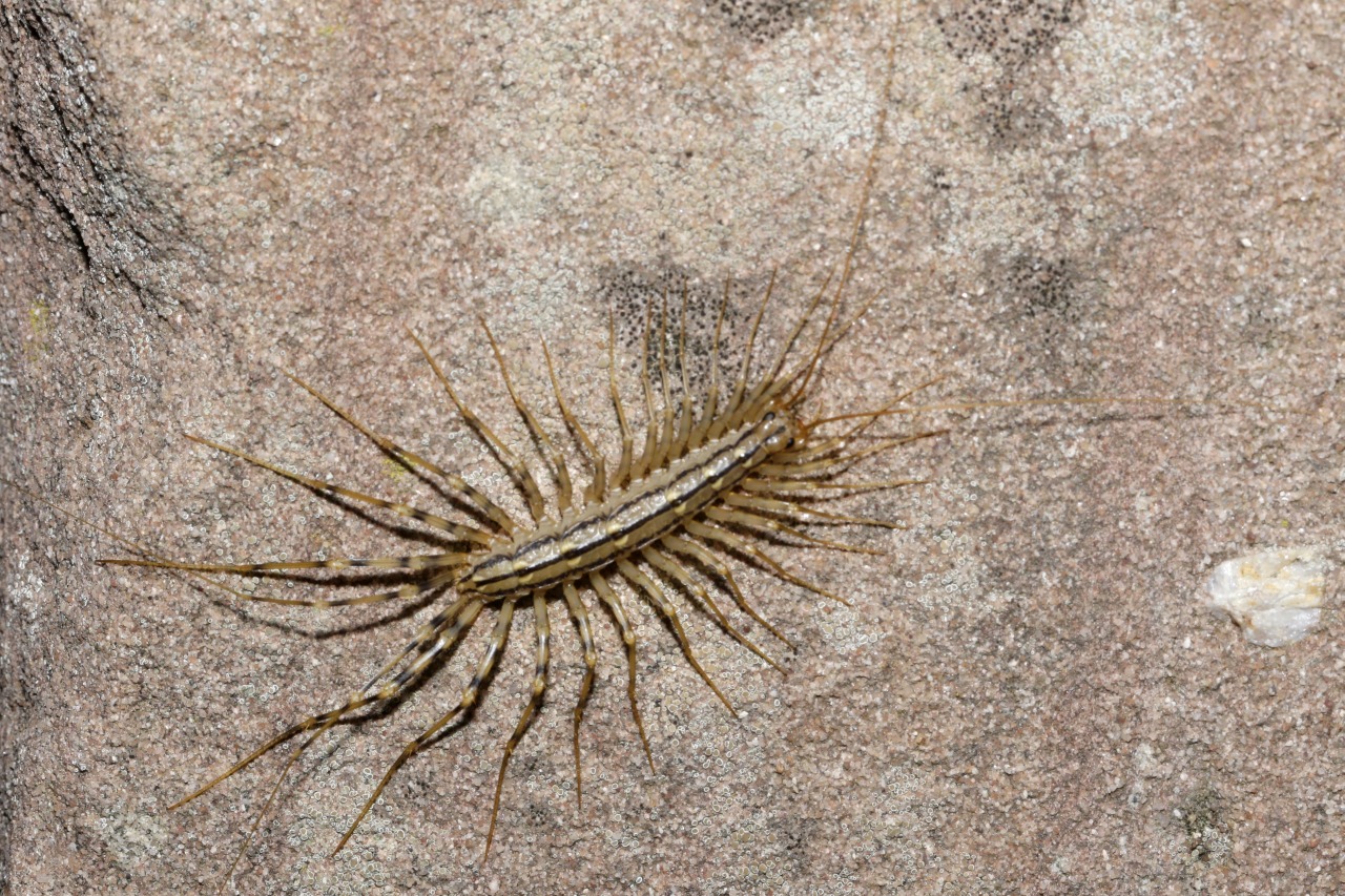 Scutigera coleoptrata (Linnaeus, 1758) - Scutigère véloce