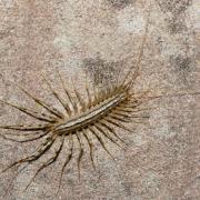 Scutigera coleoptrata (Linnaeus, 1758) - Scutigère véloce