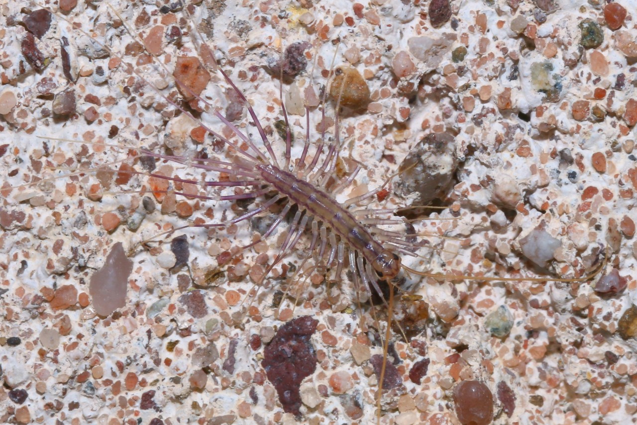 Scutigera coleoptrata (Linnaeus, 1758) - Scutigère véloce (juvénile)