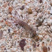 Scutigera coleoptrata (Linnaeus, 1758) - Scutigère véloce (juvénile)