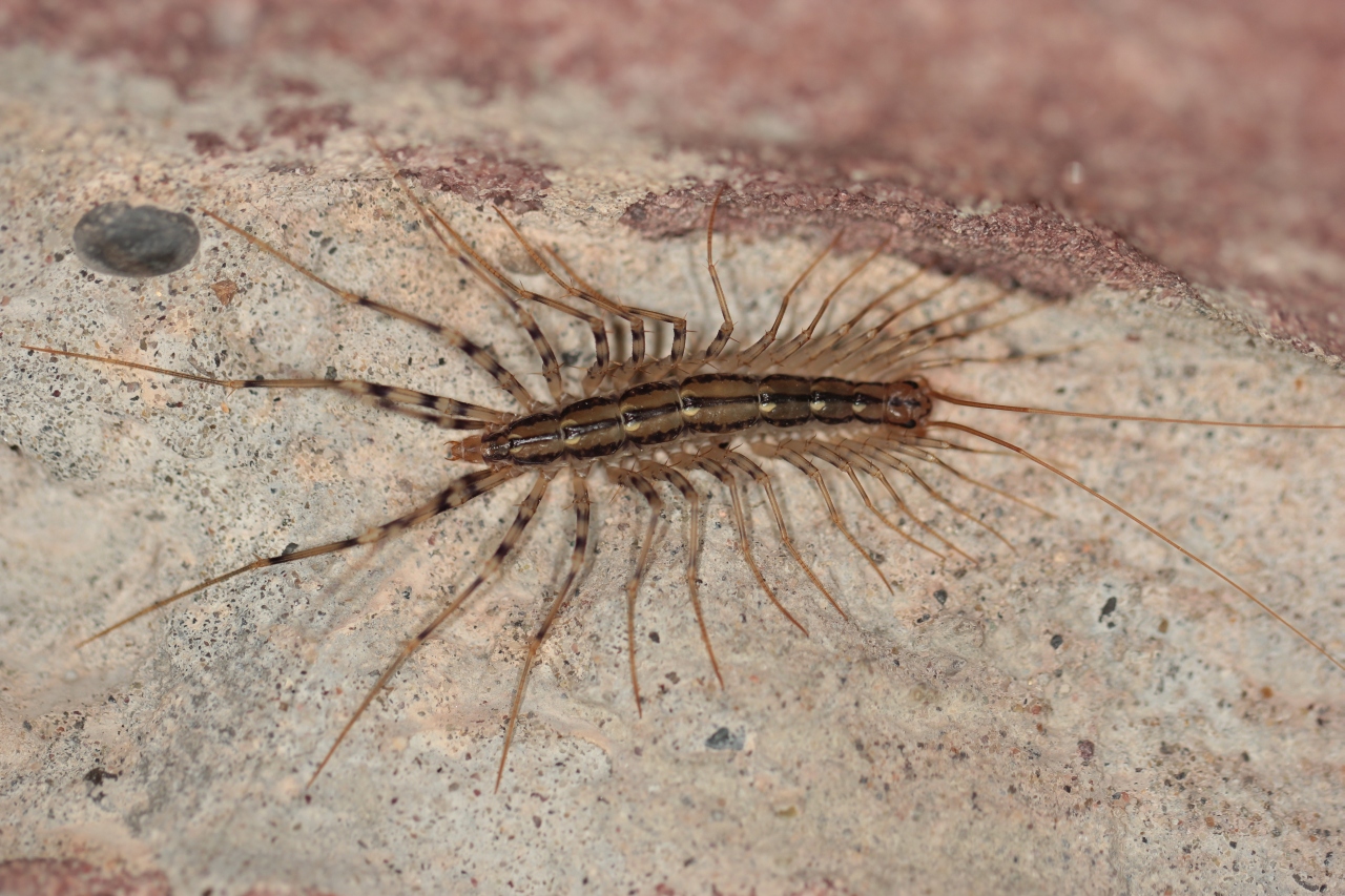 Scutigera coleoptrata (Linnaeus, 1758) - Scutigère véloce