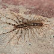 Scutigera coleoptrata (Linnaeus, 1758) - Scutigère véloce