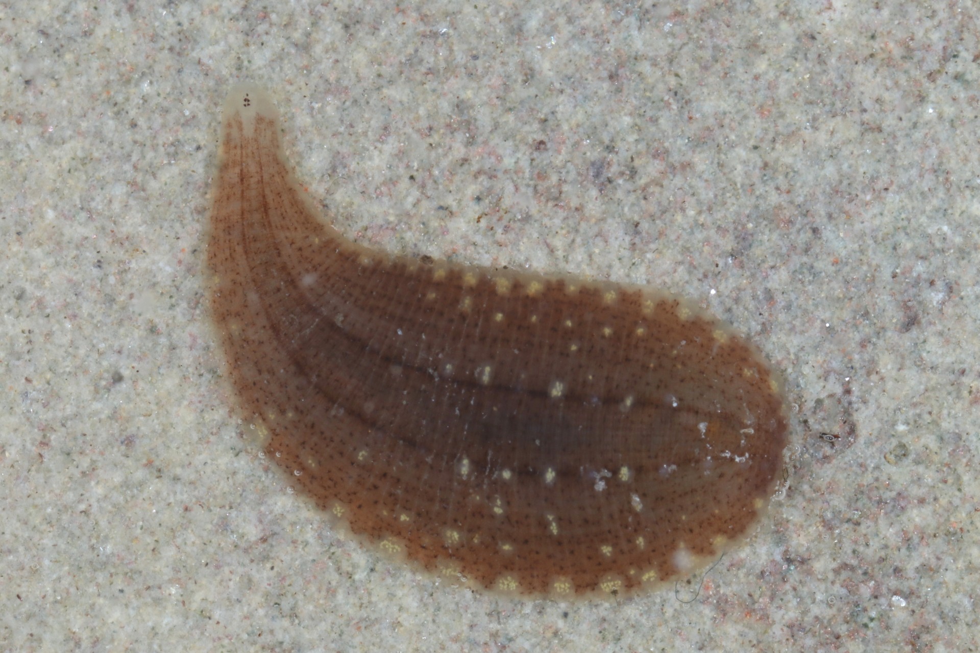 Glossiphonia complanata (Linnaeus, 1758) - Glossiphonie plane