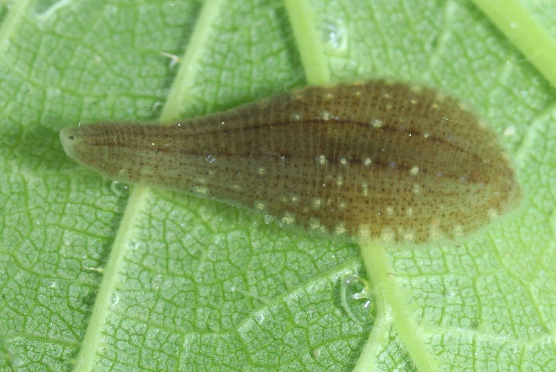 Glossiphonia complanata (Linnaeus, 1758) - Glossiphonie plane