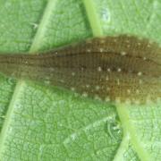 Glossiphonia complanata (Linnaeus, 1758) - Glossiphonie plane