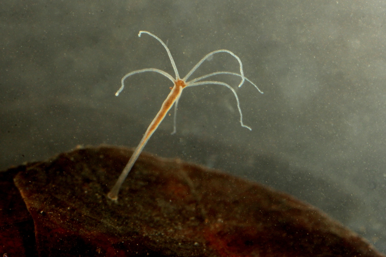 Hydra sp - Hydre