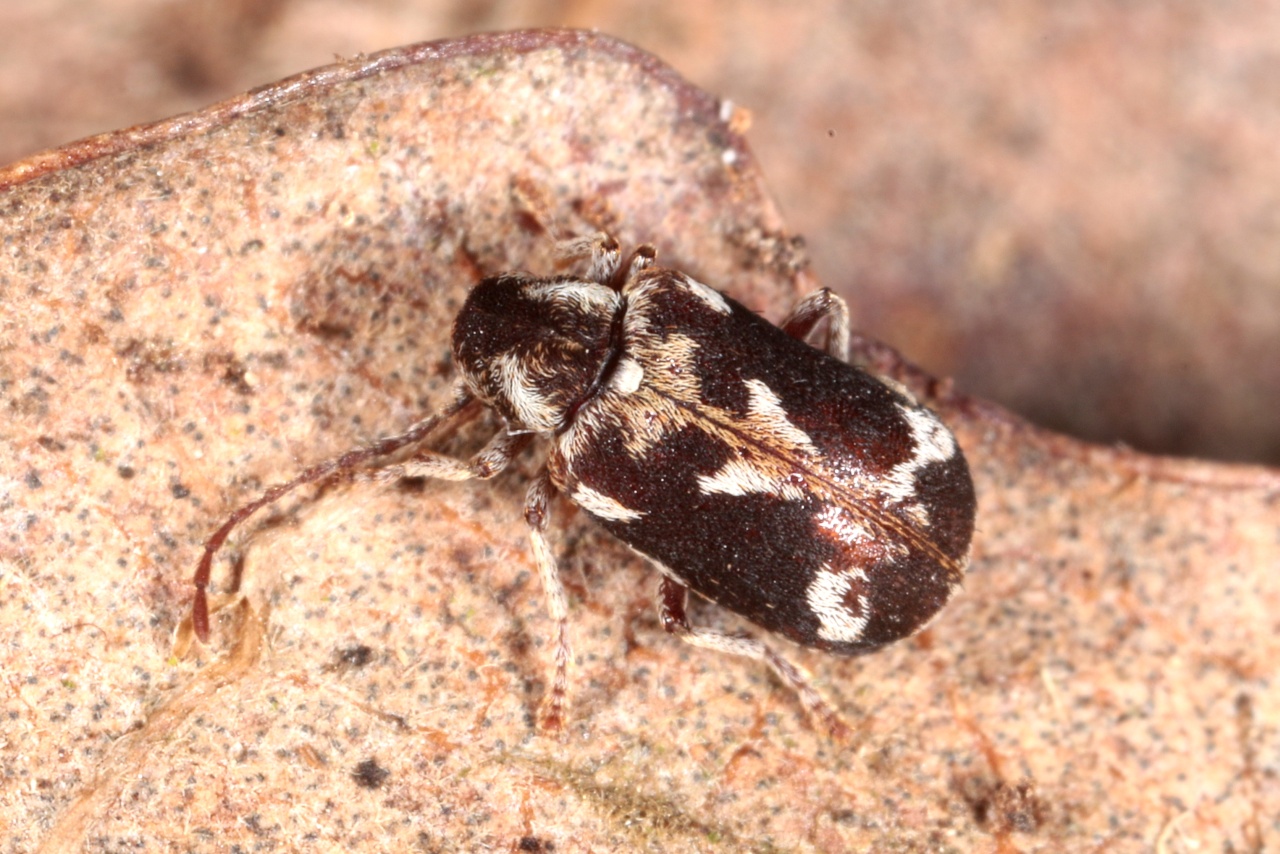 Ptinomorphus imperialis (Linnaeus, 1767) - Ptine impérial, Hédobie impériale