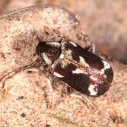 Ptinomorphus imperialis (Linnaeus, 1767) - Ptine impérial, Hédobie impériale