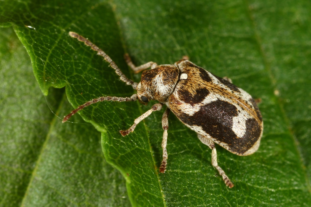 Ptinomorphus imperialis (Linnaeus, 1767) - Ptine impérial, Hédobie impériale