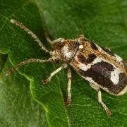 Ptinomorphus imperialis (Linnaeus, 1767) - Ptine impérial, Hédobie impériale