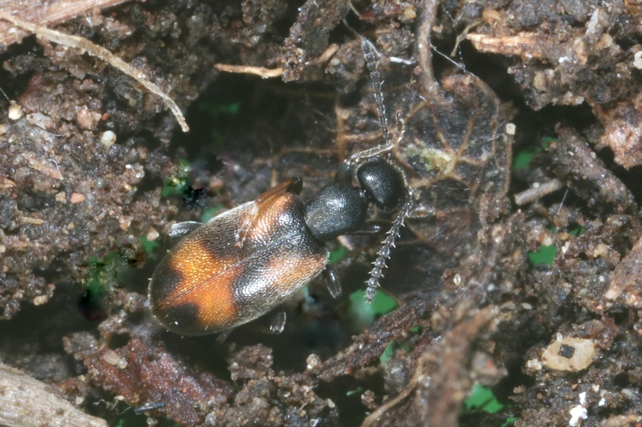 Anthicus antherinus (Linnaeus, 1761)