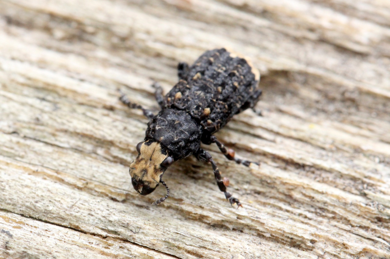 Platyrhinus resinosus (Scopoli, 1763) - Anthribe bois-vermoulu