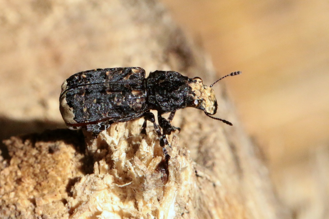 Platyrhinus resinosus (Scopoli, 1763) - Anthribe bois-vermoulu