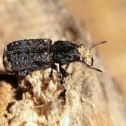 Platyrhinus resinosus (Scopoli, 1763) - Anthribe bois-vermoulu