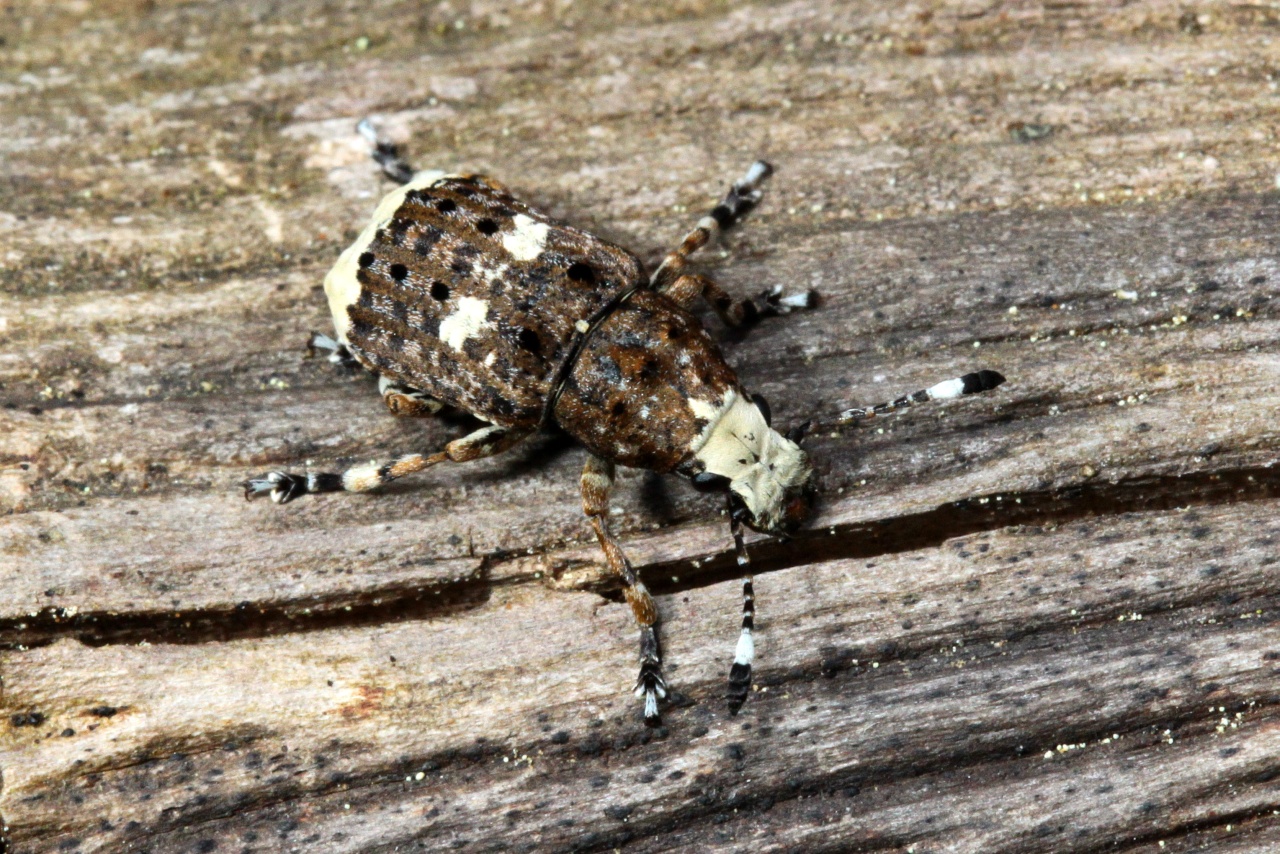 Platystomos albinus (Linnaeus, 1758) - Platystome à rostre blanc