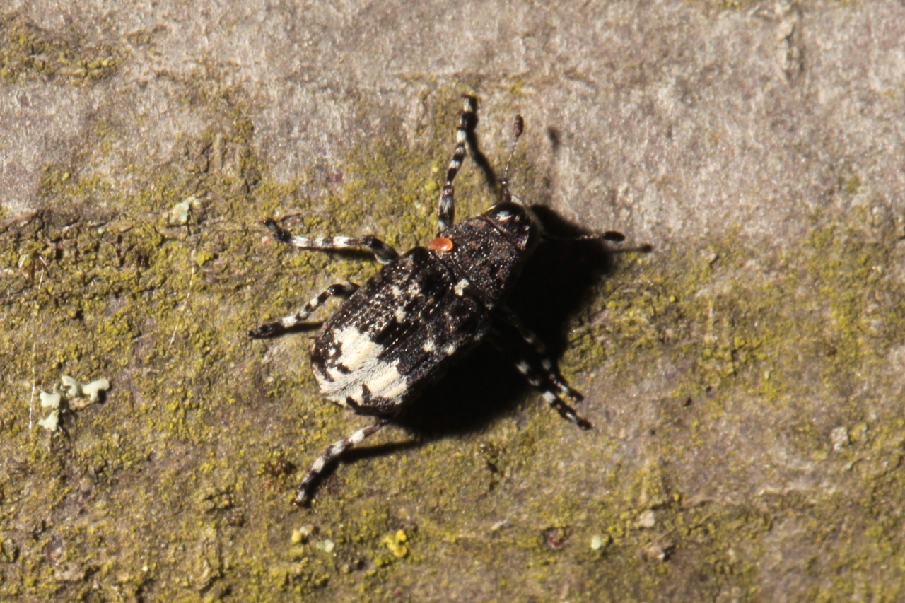 Tropideres albirostris (Schaller, 1783) - Anthribe fiente d'oiseau