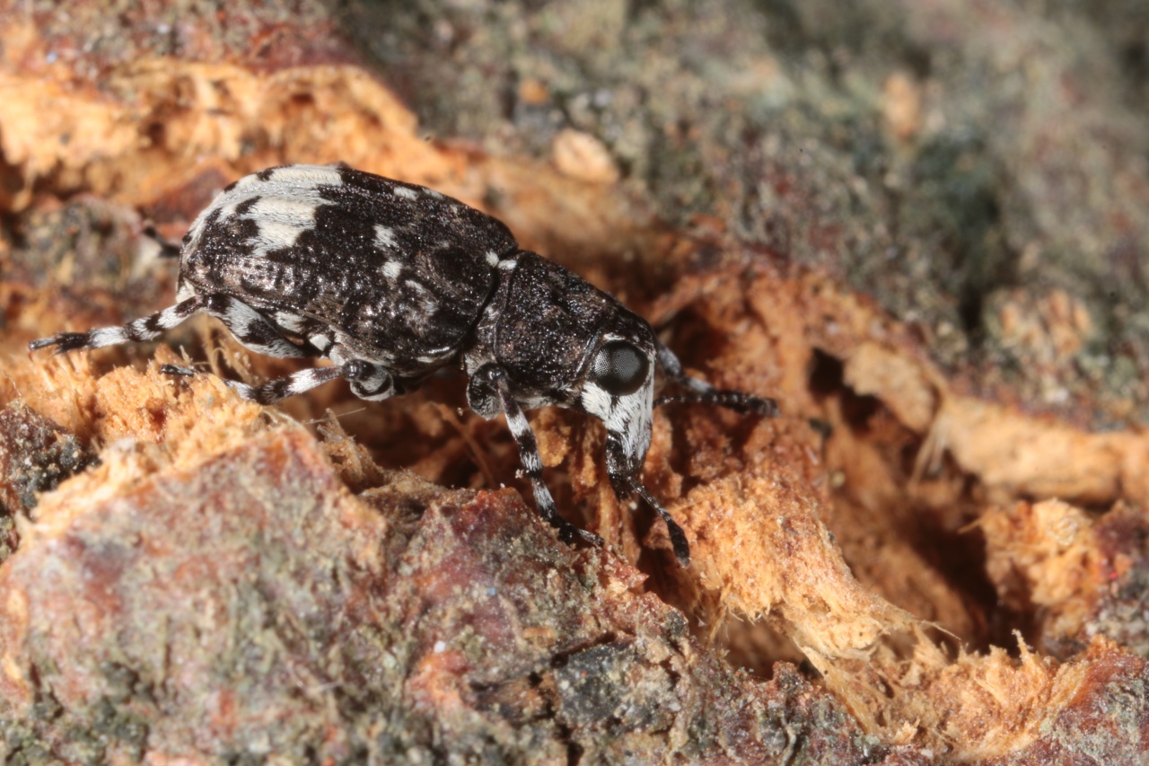 Tropideres albirostris (Schaller, 1783) - Anthribe fiente d'oiseau