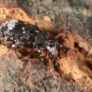 Tropideres albirostris (Schaller, 1783) - Anthribe fiente d'oiseau