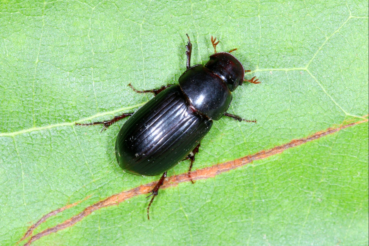 Acrossus rufipes (Linnaeus, 1758) - Aphodie à pattes rousses