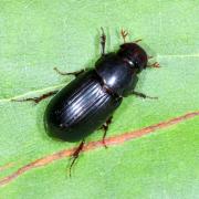 Acrossus rufipes (Linnaeus, 1758) - Aphodie à pattes rousses