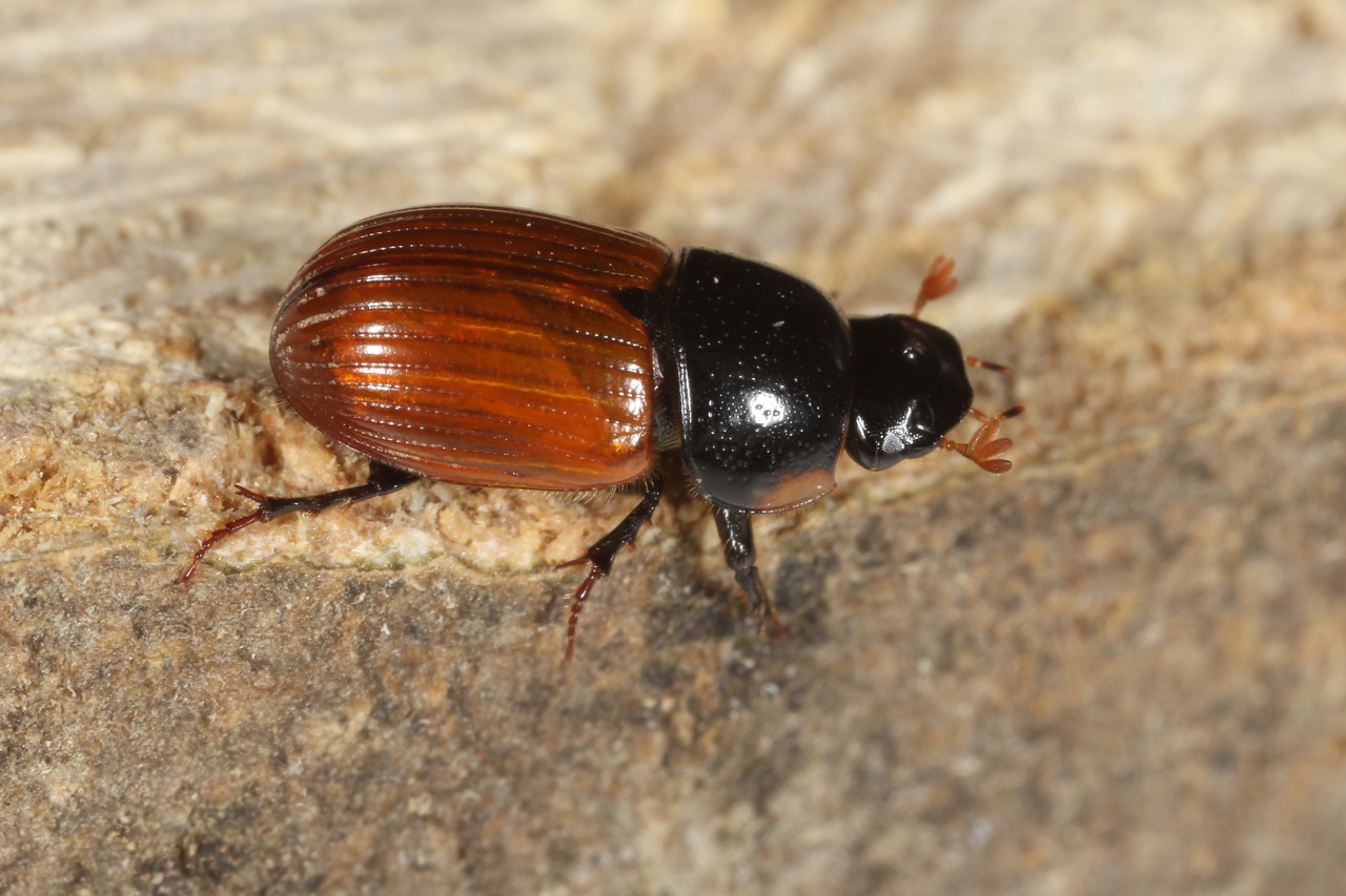 Aphodius fimetarius (Linnaeus, 1758) - Scarabée de pailler