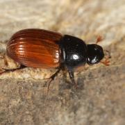 Aphodius fimetarius (Linnaeus, 1758) - Scarabée de pailler