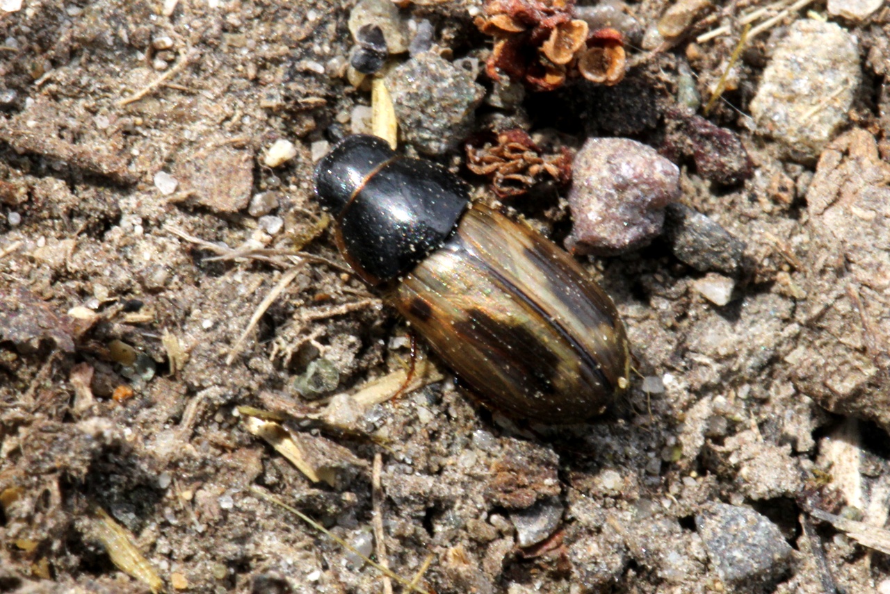 Melinopterus prodromus (Brahm, 1790)