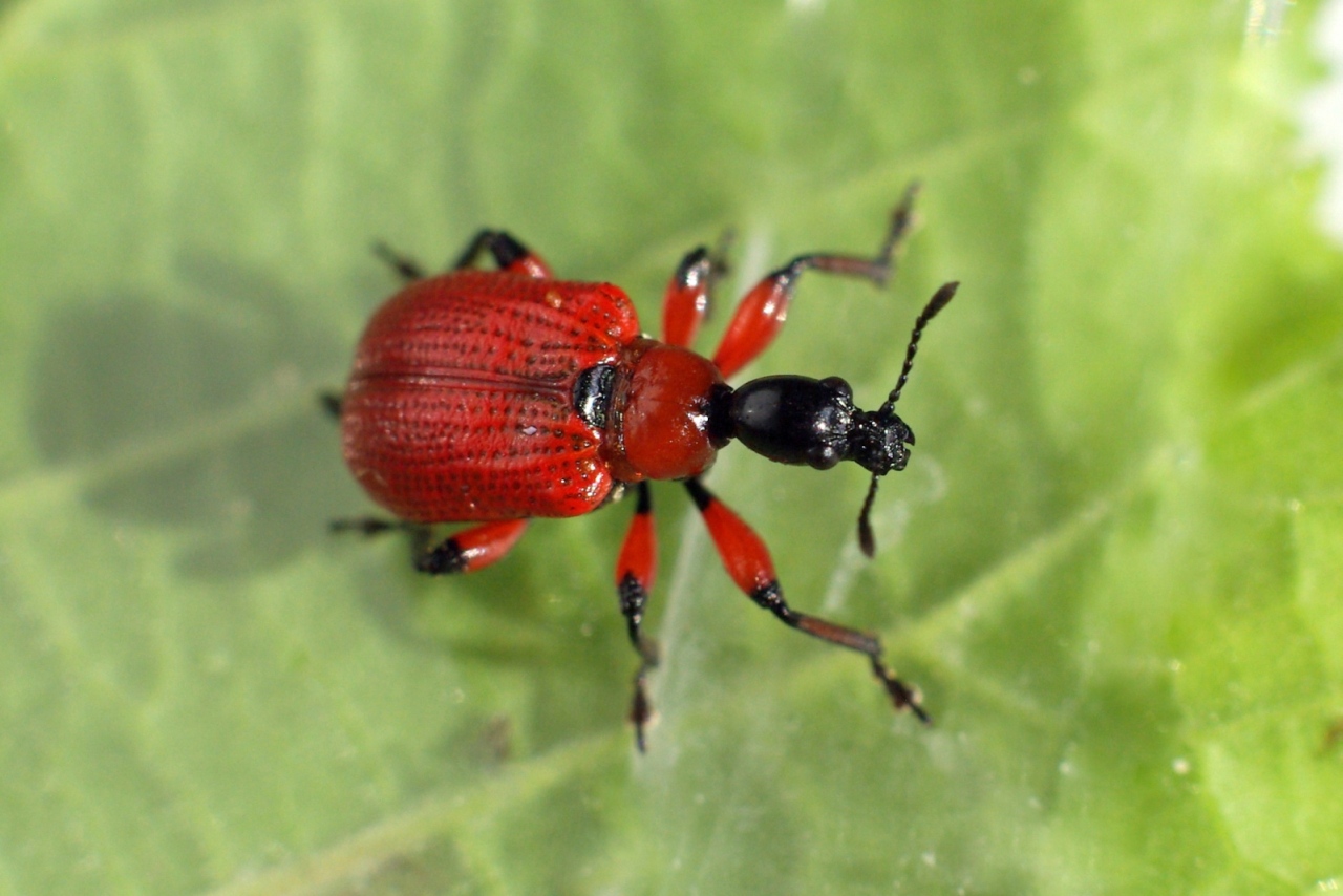 Apoderus coryli (Linnaeus, 1758) - Apodère du Noisetier