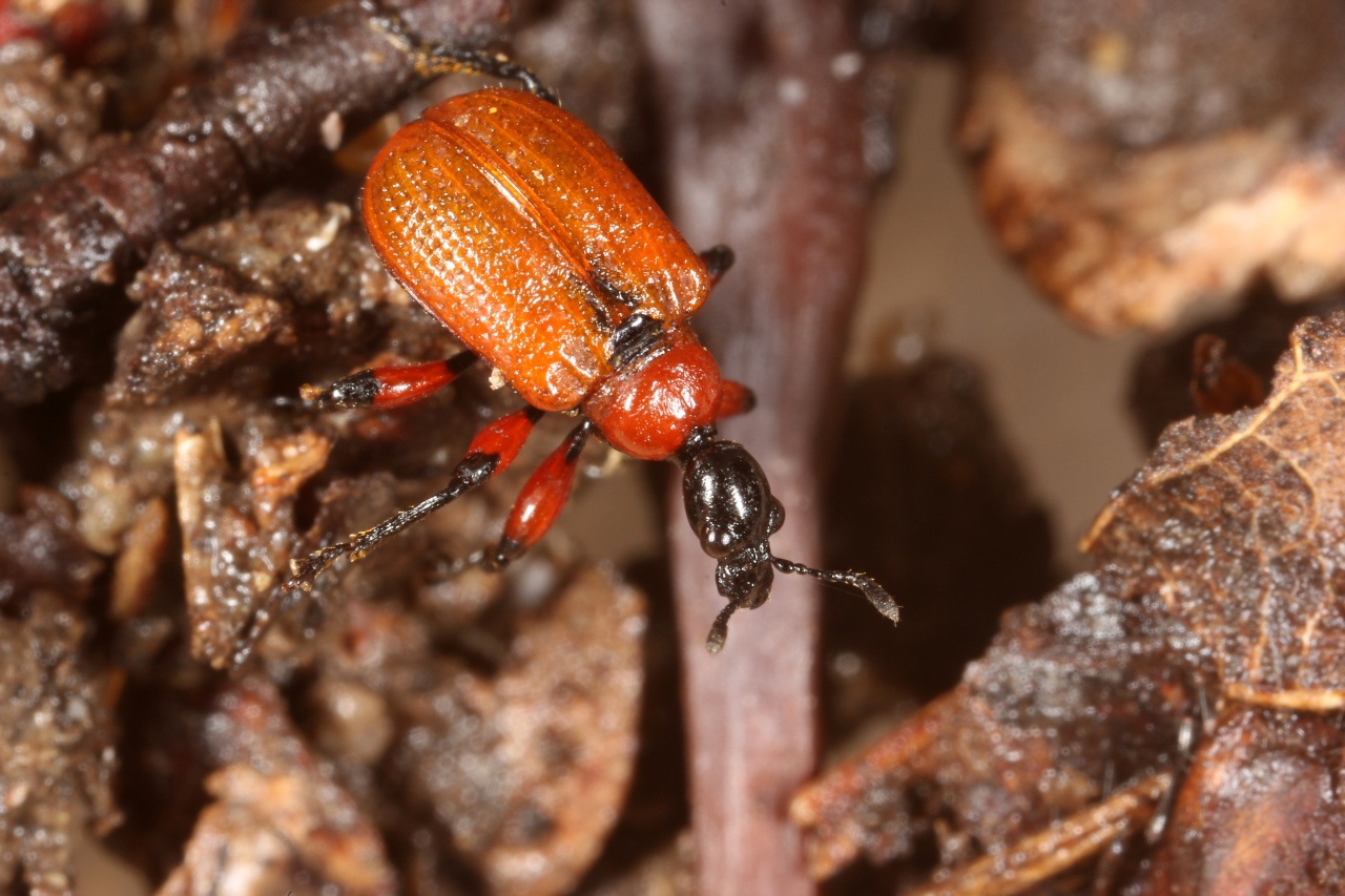 Apoderus coryli (Linnaeus, 1758) - Apodère du Noisetier