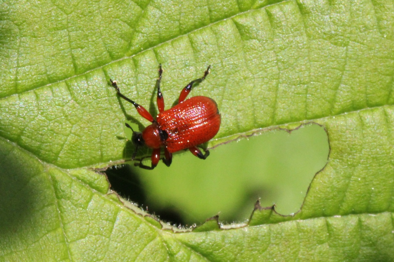 Apoderus coryli (Linnaeus, 1758) - Apodère du Noisetier