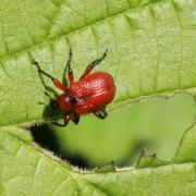 Apoderus coryli (Linnaeus, 1758) - Apodère du Noisetier