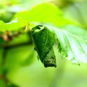 Apoderus coryli (Linnaeus, 1758) - Apodère du Noisetier (cigare avec feuille de noisetier)