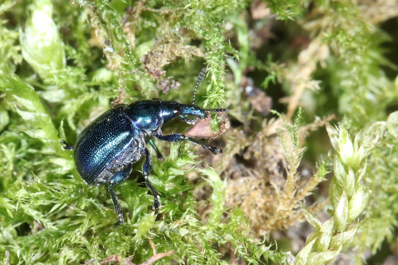 Byctiscus betulae (Linnaeus, 1758) (femelle)